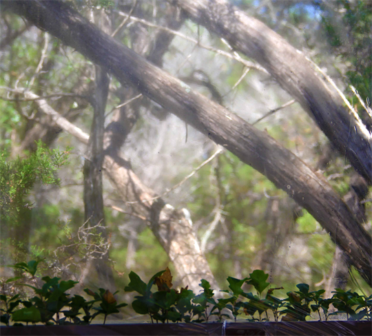 Living Walls Art Museum Texas